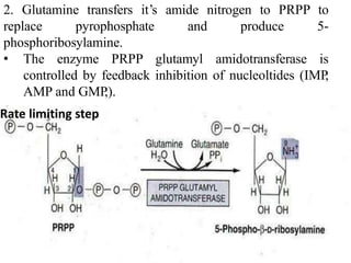 2. Glutamine transfers it’s amide nitrogen to PRPP to
replace pyrophosphate and produce 5-
phosphoribosylamine.
• The enzyme PRPP glutamyl amidotransferase is
controlled by feedback inhibition of nucleoltides (IMP,
AMP and GMP,).
Rate limiting step
 