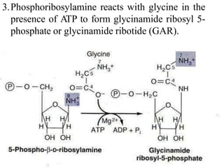 3.Phosphoribosylamine reacts with glycine in the
presence of ATP to form glycinamide ribosyl 5-
phosphate or glycinamide ribotide (GAR).
 