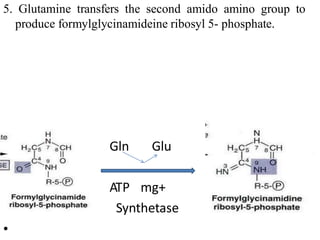 5. Glutamine transfers the second amido amino group to
produce formylglycinamideine ribosyl 5- phosphate.
Gln Glu
ATP mg+
Synthetase
•
 