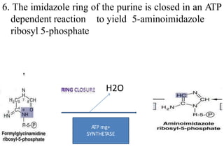 6. The imidazole ring of the purine is closed in an ATP
dependent reaction to yield 5-aminoimidazole
ribosyl 5-phosphate
H2O
ATP mg+
SYNTHETASE
 