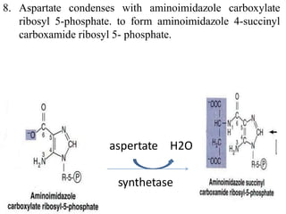 8. Aspartate condenses with aminoimidazole carboxylate
ribosyl 5-phosphate. to form aminoimidazole 4-succinyl
carboxamide ribosyl 5- phosphate.
aspertate H2O
synthetase
 