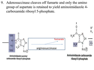 9. Adenosuccinase cleaves off fumarte and only the amino
group of aspartate is retained to yield aminoimidazole 4-
carboxamide ribosyl 5-phosphate.
9. f
fumarate
arginosuccinase
 