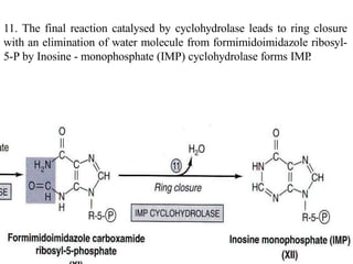 11. The final reaction catalysed by cyclohydrolase leads to ring closure
with an elimination of water molecule from formimidoimidazole ribosyl-
5-P by Inosine - monophosphate (IMP) cyclohydrolase forms IMP.
 