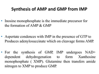 Synthesis of AMP and GMP from IMP
• Inosine monophosphate is the immediate precursor for
the formation of AMP & GMP
• Aspertate condences with IMP in the presence of GTP to
Produces adenylosuccinate which on cleavage forms AMP.
• For the synthesis of GMP, IMP undergoes NAD+
dependent dehydrogenation to form Xanthosine
monophosphate ( XMP). Glutamine then transfers amide
nitrogen to XMP to produce GMP.
 