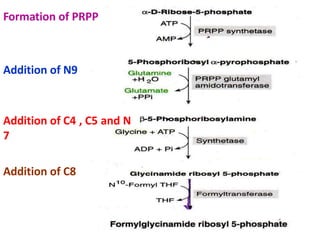Formation of PRPP
Addition of N9
Addition of C4 , C5 and N
7
Addition of C8
 