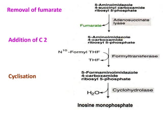 Removal of fumarate
Addition of C 2
Cyclisation
 