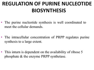 REGULATION OF PURINE NUCLEOTIDE
BIOSYNTHESIS
• The purine nucleotide synthesis is well coordinated to
meet the cellular demands.
• The intracellular concentration of PRPP regulates purine
synthesis to a large extent.
• This inturn is dependent on the availability of ribose 5
phosphate & the enzyme PRPP synthetase.
 
