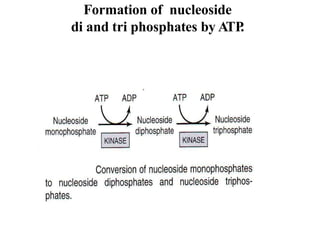 Formation of nucleoside
di and tri phosphates by ATP.
 