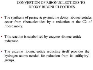CONVERTION OF RIBONUCLEOTIDES TO
DEOXY RIBONUCLEOTIDES
• The synthesis of purine & pyrimidine deoxy ribonucleotides
occur from ribonucleotides by a reduction at the C2 of
ribose moity.
• This reaction is catabolised by enzyme ribonucleotide
reductase.
• The enzyme ribonucleotide reductase itself provides the
hydrogen atoms needed for reduction from its sulfhydryl
groups.
 