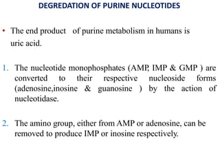 DEGREDATION OF PURINE NUCLEOTIDES
• The end product of purine metabolism in humans is
uric acid.
1. The nucleotide monophosphates (AMP, IMP & GMP ) are
converted to their respective nucleoside forms
(adenosine,inosine & guanosine ) by the action of
nucleotidase.
2. The amino group, either from AMP or adenosine, can be
removed to produce IMP or inosine respectively.
 