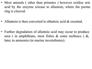 • Most animals ( other than primates ) however oxidise uric
acid by the enzyme uricase to allantoin, where the purine
ring is cleaved.
• Allantoin is then converted to allantoic acid & excreted.
• Further degradation of allantoic acid may occur to produce
urea ( in amphibians, most fishes & some molluscs ) &,
later, to ammonia (in marine invertebrates).
 