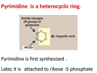 Pyrimidine is a heterocyclic ring.
Pyrimidine is first synthesized .
Later, it is attached to ribose -5 phosphate
 