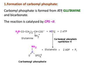 1.Formation of carbomyl phosphate:
Carbomyl phosphate is formed from ATP, GLUTAMINE
and bicarbonate.
The reaction is catalysed by CPS –II.
 