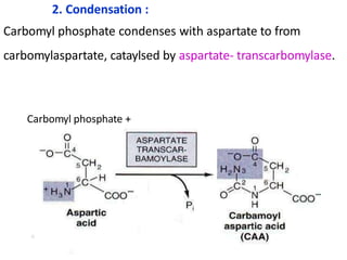 2. Condensation :
Carbomyl phosphate condenses with aspartate to from
carbomylaspartate, cataylsed by aspartate- transcarbomylase.
Carbomyl phosphate +
 