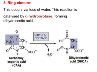 3. Ring closure:
This occurs via loss of water. This reaction is
catalysed by dihydroorotase, forming
dihydroorotic acid.
 