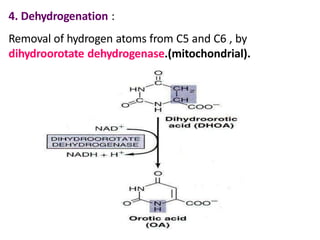 4. Dehydrogenation :
Removal of hydrogen atoms from C5 and C6 , by
dihydroorotate dehydrogenase.(mitochondrial).
 