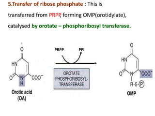 5.Transfer of ribose phosphate : This is
transferred from PRPP, forming OMP(orotidylate),
catalysed by orotate – phosphoribosyl transferase.
PRPP PPI
 