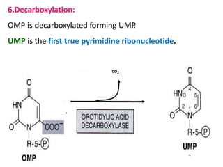 6.Decarboxylation:
OMP is decarboxylated forming UMP.
UMP is the first true pyrimidine ribonucleotide.
co2
 