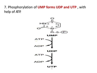 7. Phosphorylation of UMP forms UDP and UTP , with
help of ATP.
 