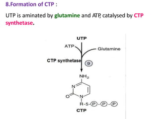 8.Formation of CTP :
UTP is aminated by glutamine and ATP, catalysed by CTP
synthetase.
 