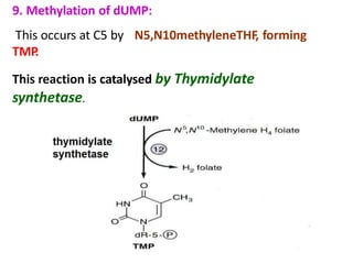9. Methylation of dUMP:
This occurs at C5 by
TMP.
N5,N10methyleneTHF, forming
This reaction is catalysed by Thymidylate
synthetase.
 