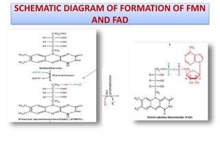 BIOSYNTHESIS OF NUCLEOTIDE COENZYMES AND THEIR ROLE IN METABOLISM | PPTX