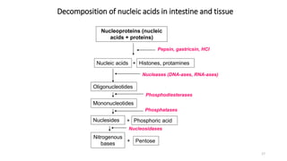Nucleoproteins (nucleic
acids + proteins)
Pepsin, gastricsin, HCl
Nucleic acids Histones, protamines
Nucleases (DNA-ases, RNA-ases)
Oligonucleotides
Mononucleotides
Phosphodiesterases
Nuclesides Phosphoric acid
+
+
Phosphatases
Nitrogenous
bases
+ Pentose
Nucleosidases
Decomposition of nucleic acids in intestine and tissue
17
 