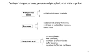 Phosphoric acid
Nitrogenous
bases
Pentoses
phosphorylation;
ATP synthesis;
synthesis of phospholipids;
buffer systems;
constituent of bones, cartilages
oxidation with energy formation;
synthesis of nucleotides, hexoses,
coenzymes
oxidation to the end products
Destiny of nitrogenous bases, pentoses and phosphoric acids in the organism
18
 