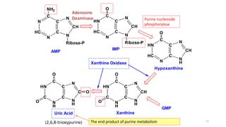 N
HC
N
C
C
C
N
CH
N
NH2
Ribose-P
AMP
HN
HC
N
C
C
C
N
CH
N
O
Ribose-P
IMP
HN
HC
N
C
C
C
N
H
CH
N
O
HN
C
N
H
C
C
C
N
H
CH
N
O
O
HN
C
N
H
C
C
C
N
H
C
N
O
O
O
GMP
Hypoxanthine
Uric Acid Xanthine
Xanthine Oxidase
(2,6,8-trioxypurine)
Adenosine
Deaminase
The end product of purine metabolism 21
Purine nucleoside
phosphorylase
 