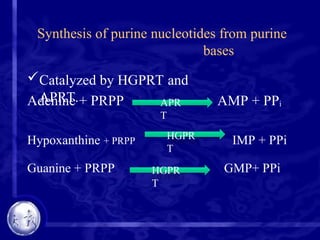 Synthesis of purine nucleotides from purine
bases
Catalyzed by HGPRT and
APRT.
Adenine + PRPP AMP + PPi
Hypoxanthine + PRPP IMP + PPi
Guanine + PRPP GMP+ PPi
APR
T
HGPR
T
HGPR
T
 