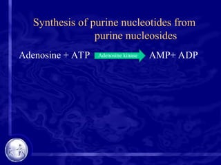 Synthesis of purine nucleotides from
purine nucleosides
Adenosine + ATP AMP+ ADP
Adenosine kinase
 