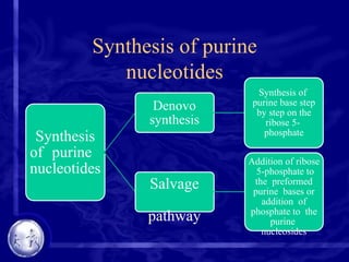 Synthesis of purine
nucleotides
Synthesis
of purine
nucleotides
Denovo
synthesis
Synthesis of
purine base step
by step on the
ribose 5-
phosphate
Salvage
pathway
Addition of ribose
5-phosphate to
the preformed
purine bases or
addition of
phosphate to the
purine
nucleosides
 