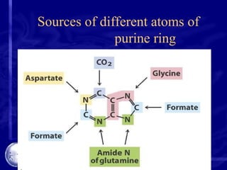 Sources of different atoms of
purine ring
 