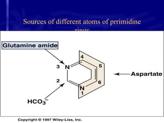 Sources of different atoms of prrimidine
rings
 