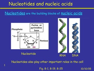 Nucleotides and nucleic acids
10/10/05
1
Fig. 8-1, 8-19, 8-25
Nucleotides are the building blocks of nucleic acids
Nucleotides also play other important roles in the cell
Nucleotide
DNARNA
 