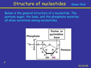 Structure of nucleotides
10/10/05
9
Below is the general structure of a nucleotide. The
pentose sugar, the base, and the phosphate moieties
all show variations among nucleotides.
Know this!
 
