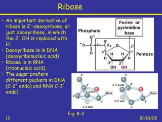 Ribose
10/10/0512
Fig. 8-3
• An important derivative of
ribose is 2'-deoxyribose, or
just deoxyribose, in which
the 2' OH is replaced with
H.
• Deoxyribose is in DNA
(deoxyribonucleic acid)
• Ribose is in RNA
(ribonucleic acid).
• The sugar prefers
different puckers in DNA
(C-2' endo) and RNA C-3'
endo).
 