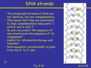 DNA strands
10/10/05
37
Fig. 8-16
• The antiparallel strands of DNA are
not identical, but are complementary.
• This means that they are positioned
to align complementary base pairs: C
with G, and A with T.
• So you can predict the sequence of
one strand given the sequence of its
complement.
• Useful for information storage and
transfer!
• Note sequence conventionally is given
from the 5' to 3' end
 