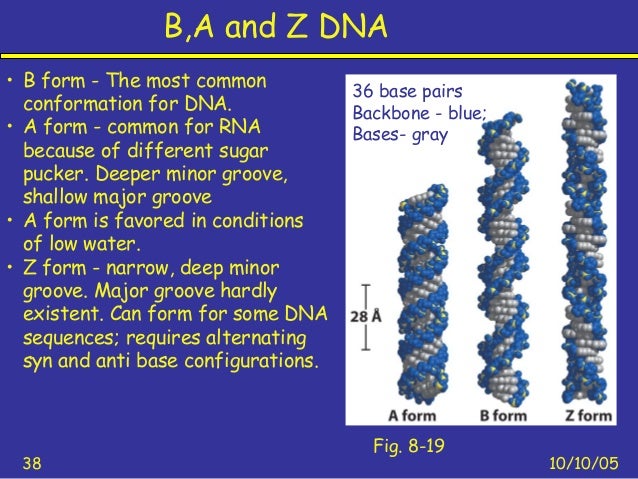 nucleotides 13 b form dna