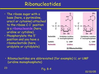 Nucleotides- 13 | PPT