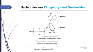 Nucleotides are Phosphorylated Nucleosides
Thursday, February
4, 2016
10
 