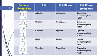 Purine or
Pyrimidine
X = H X = Ribose X = Ribose
phosphate
Adenine Adenosine Adenosine
monophosphate
(AMP)
Guanine Guanosine Guanosine
monophosphate
(GMP)
Cytosine Cytidine Cytidine
monophosphate
(CMP)
Uracil Uridine Uridine
monophosphate
(UMP)
Thymine Thymidine Thymidine
monophosphate
(TMP)
Rajesh Chaudhary
11
 