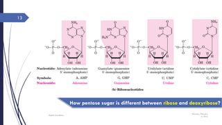 Thursday, February
4, 2016
Rajesh Chaudhary
13
How pentose sugar is different between ribose and deoxyribose?
 
