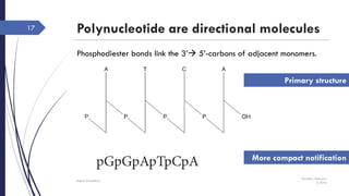 Polynucleotide are directional molecules
Thursday, February
4, 2016
Rajesh Chaudhary
17
Phosphodiester bonds link the 3’ 5’-carbons of adjacent monomers.
Primary structure
More compact notification
 