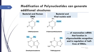 Modification of Polynucleotides can generate
additional structures
Thursday, February
4, 2016
18
Bacterial and Human
DNA
Bacterial and
Viral nucleic acid
… of mammalian mRNA
that function in
oligonucleotide recognition
and in regulation of half-
lives of RNAs.
 