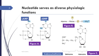 Nucleotide serves as diverse physiologic
functions
Rajesh Chaudhary
5
Figure A.
Figure B.
Figure C.
cAMP cGMP
S-adenosylmethionine
 