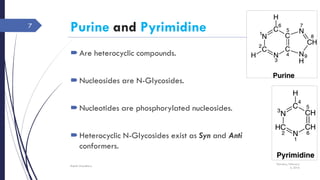 Purine and Pyrimidine
Are heterocyclic compounds.
Nucleosides are N-Glycosides.
Nucleotides are phosphorylated nucleosides.
Heterocyclic N-Glycosides exist as Syn and Anti
conformers.
Thursday, February
4, 2016
Rajesh Chaudhary
7
 