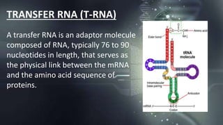 Nucleotides | PPTX
