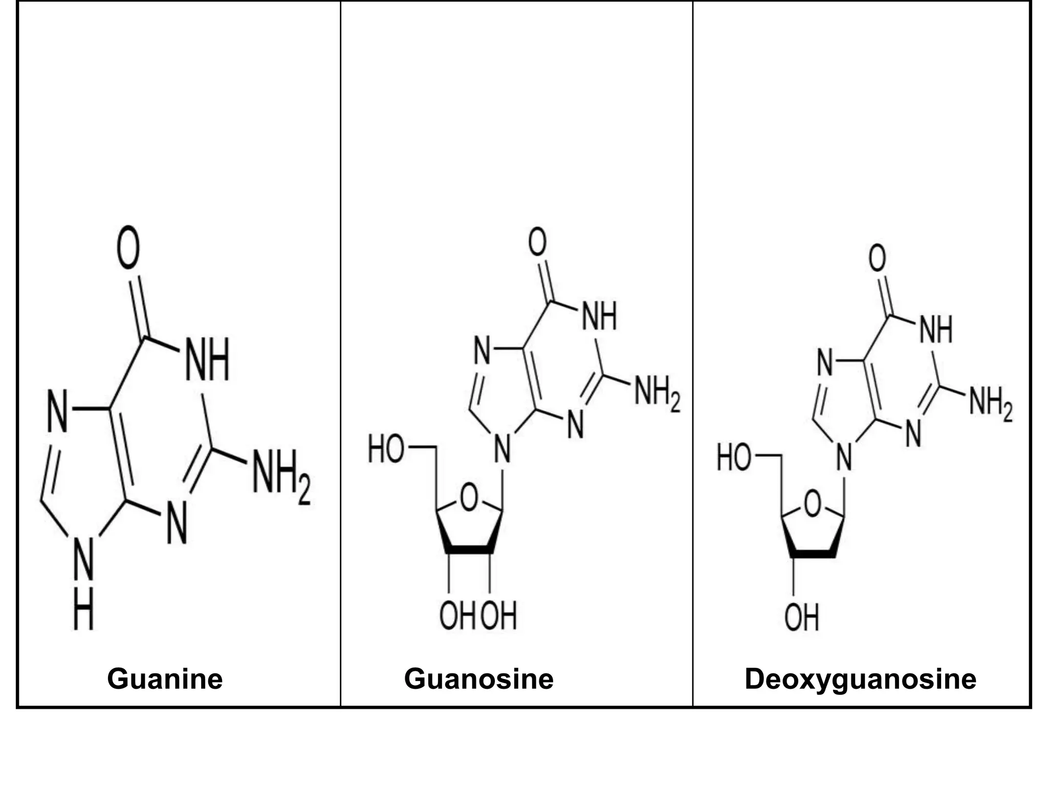 Guanine Guanosine Deoxyguanosine
 