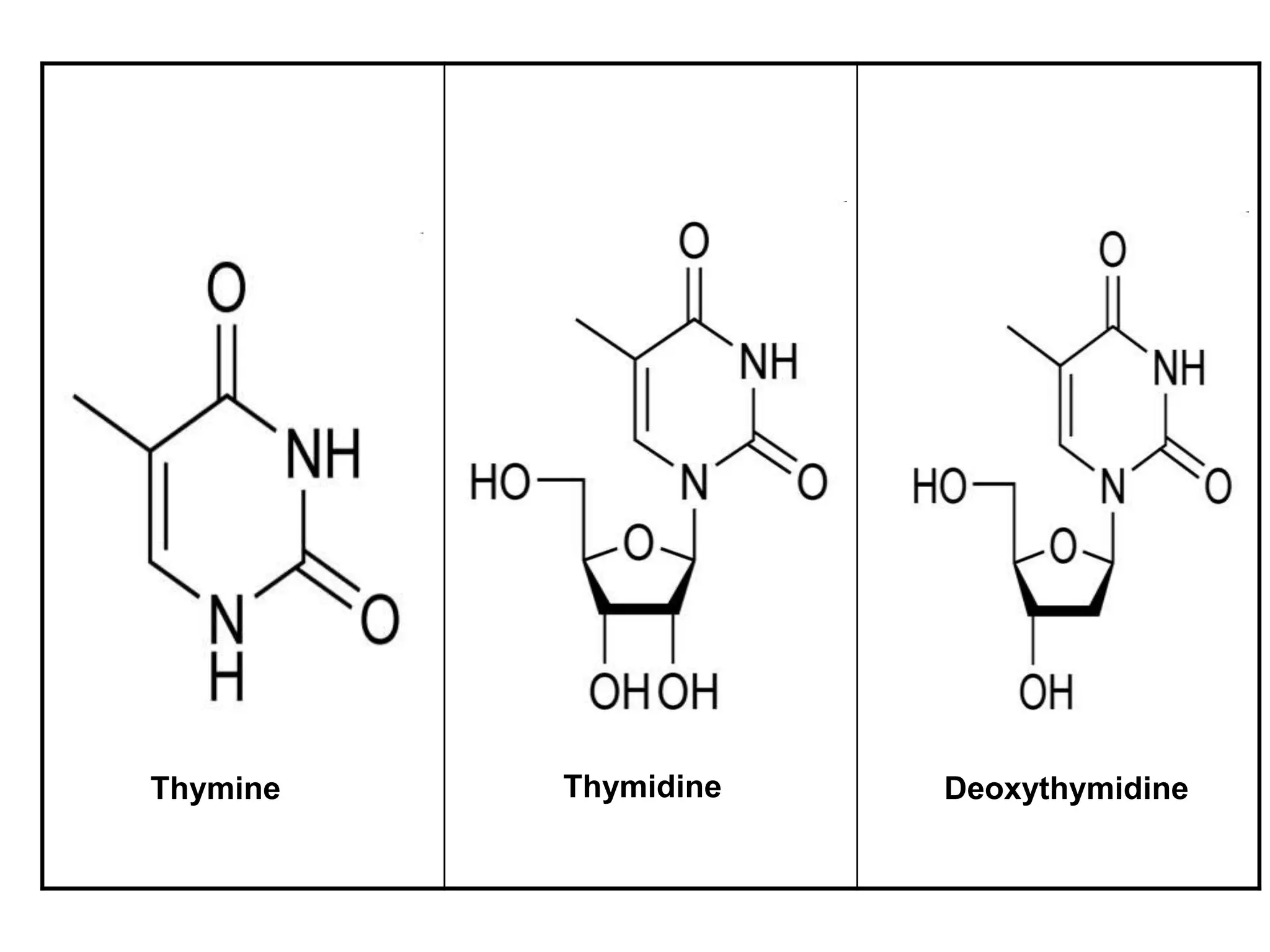 Thymine Thymidine Deoxythymidine
 